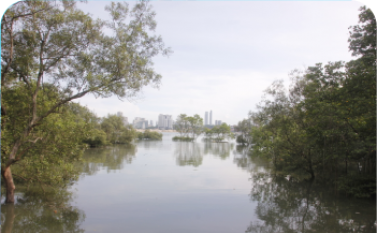 marine-and-mangrove