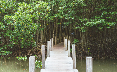 Mangrove Replanting